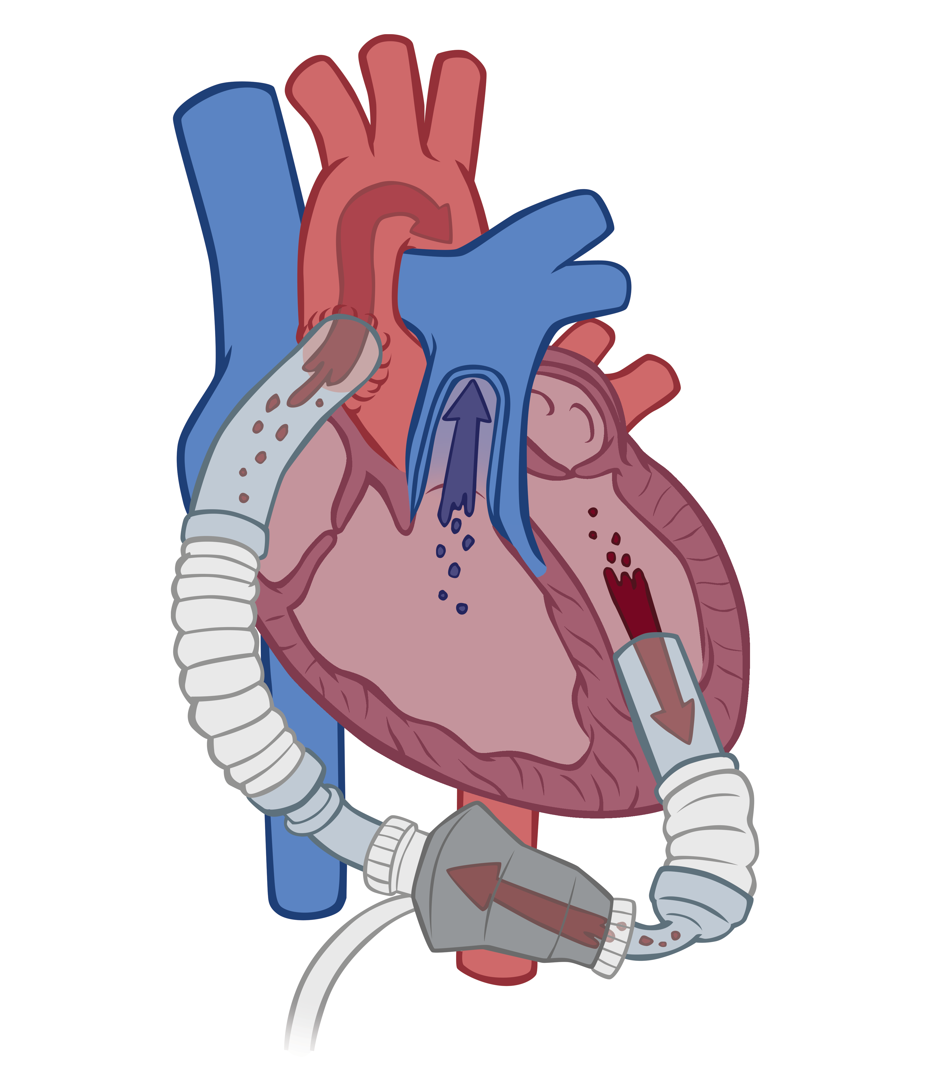 Heart The Partnership in Education